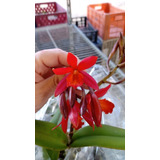 Cattleya Blazing Treat    Vermelho 