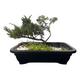 Bonsai De Shimpaku Grande Enraizado 5 Anos