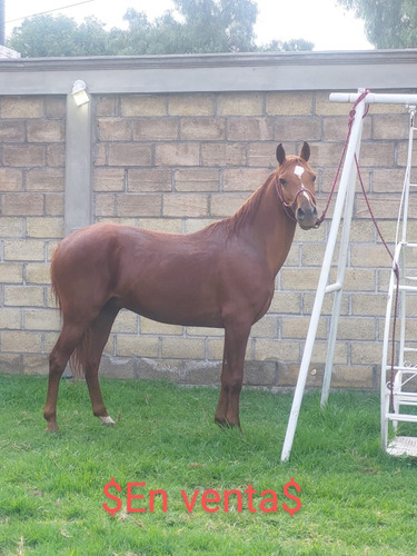 Caballo Alazán Cuarto De Milla