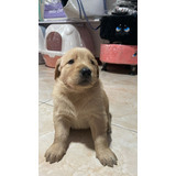 Golden Retriever Macho, 1 Mes 2 Días De Nacido En Popayán