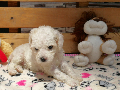 Poodle Toy Bellísima Bebe