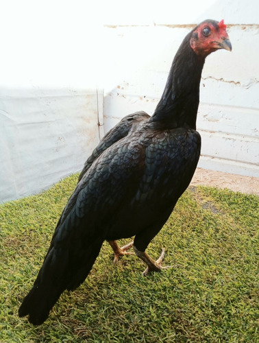 Gallina De Redonda Bombardero