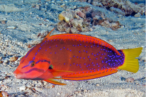 Peixe Marinho Wrasse Red Coris