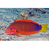 Peixe Marinho Wrasse Red Coris