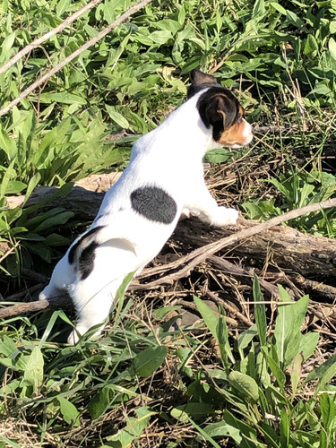 Cachorros Jack Russell Tricolor Bicolor Hembra Terrier