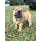 Filhotes De Sharpei 