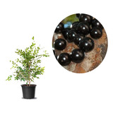  Jabuticaba Híbrida 1 Muda Produzindo Excelente Cultivo 