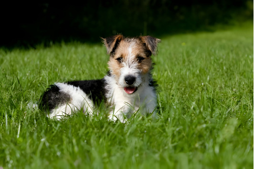 Cachorros Fox Terrier Perros Medellin Bogota Cali En Venta