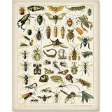 Ilustración De Entomología De Insectos Por Adolphe Mi...