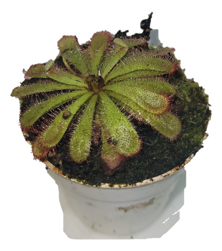 Drosera Aliciae Planta Carnivora. 