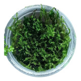 Acuario Planta - Musgo Flama (flame Moss) 