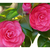10 Semillas De Flor De Camelia Doble Rosa  + Instructivo