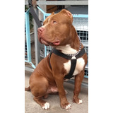 Pitbull Peitoral Coleira Cachorro Médio  Ou Grande C70