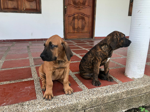 Perros Filas Brasileros (barranquilla/baranoa, Atlántico)
