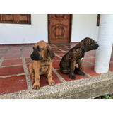 Perros Filas Brasileros (barranquilla/baranoa, Atlántico)