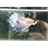 Betta Crowntail Grizlle White L Importada - Macho