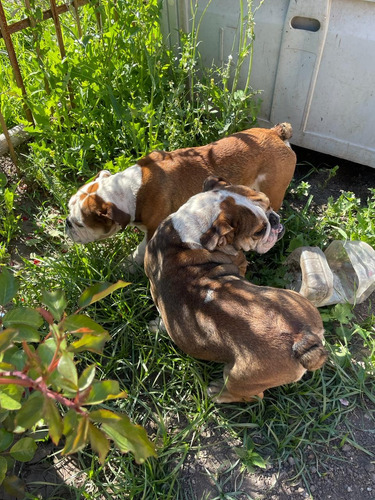 Bulldog Ingles Cachorros Macho Y Hembra Maravillosos!!