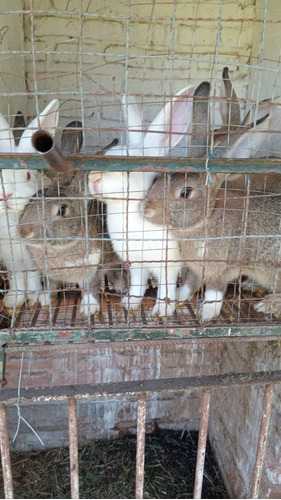Conejos Criollos