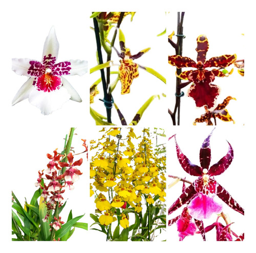 Pacote Especial 10 Mudas Orquidea Oncidium Especie Lindas