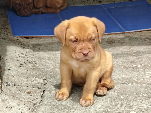 Cachorros Dogo De Burdeos