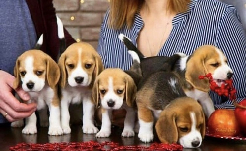 Cachorros Beagle   10