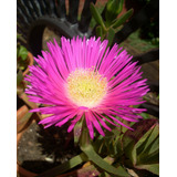 Suculenta Carpobrutus Acinaciformis- Flor Fucsia -colección 