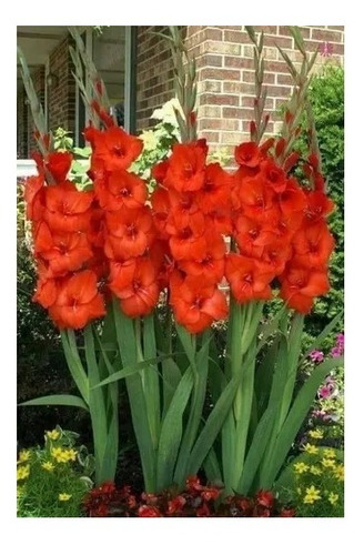 30 Bulbos De Gladiola Roja Listos Para Sembrar