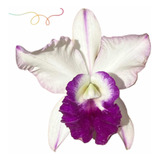 Orquidea Cattleya Blc Robert Strait Blue ' Hawai * Adulta *