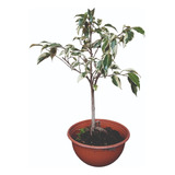 Bonsai Ficus Variegado Arte Japones Deco Oriental Zen Buda