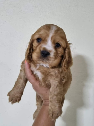 Cachorros Cocker Spaniel