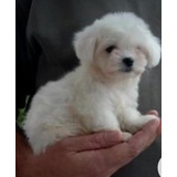 French Poodle Y/o Caniche Mini 