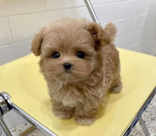 Maltipoo Miel Adorable. 