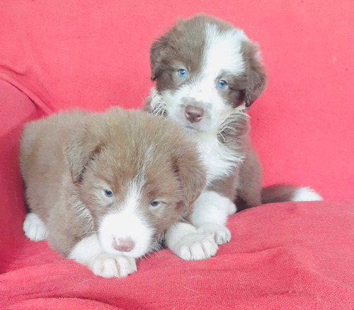 Border Collie Macho Marron E Branco