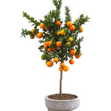 Mandarina Enana Injertada Certif P/ Maceta 1.30m Z/ Floresta