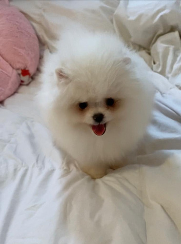 Pomerania Lulu