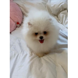 Pomerania Lulu