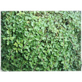 Menta , Menta Peperina, 2 Plantas