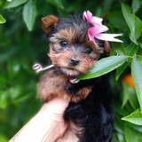 Cachorros Yorkshire Con Pedigree