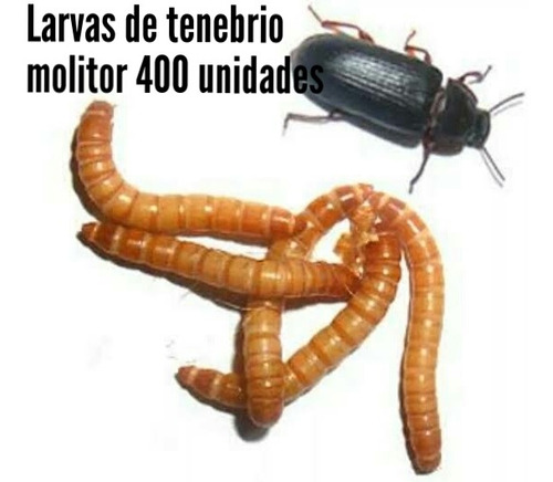 Ajamartenebrios - Larvas De Tenébrio Molitor 400larvas 