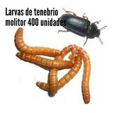 Ajamartenebrios - Larvas De Tenébrio Molitor 400larvas 