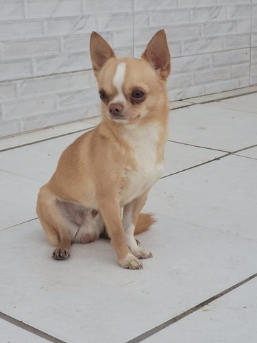 Chihuahua Macho Pêlo Curto Adulto 