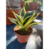 Sansevieria Golden Hahnii 