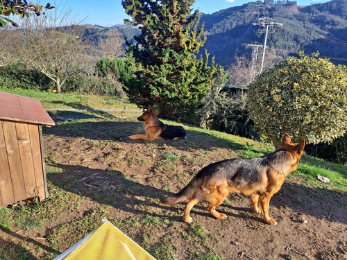 Cachorros Pastor Aleman Inscritos Kennel Club