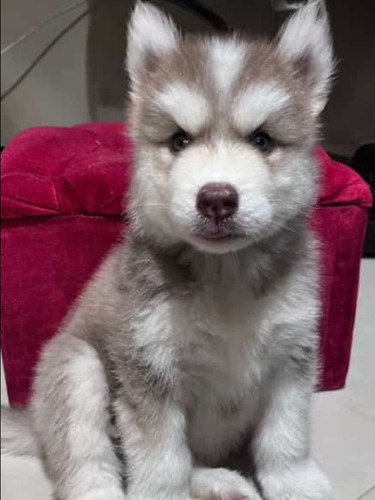 Filhote De Husky Siberiano