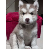 Filhote De Husky Siberiano