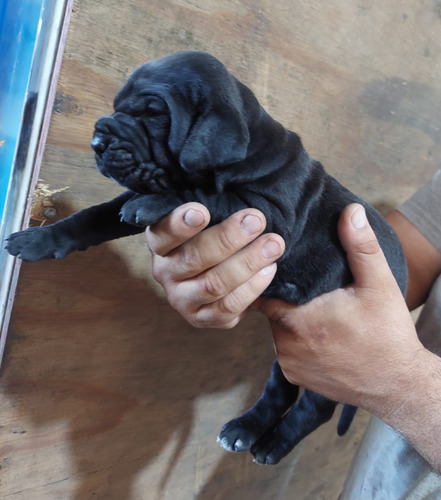 Cachorros Fila Brasilero, Sangre Importada 