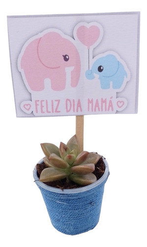 Mini Suculentas Eventos, Recordatorios Día De La Madre, Azul