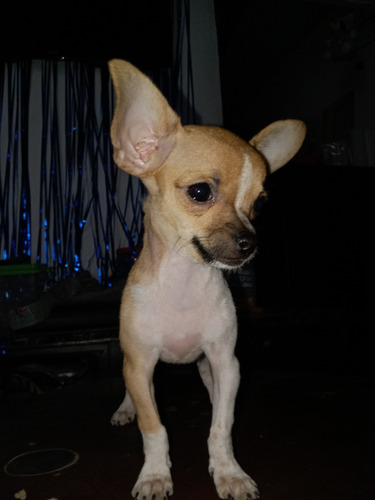 Cachorro Chihuahua Hembra Cabeza De Manzana 