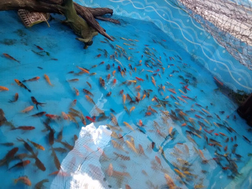 Peces Carpas Koi De Estanque 4 Cm