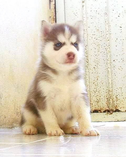 Husky Siberiano Rojo